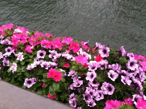 Petunias on the Chicago River yesterday. A peaceful scene to keep you calm if you identify with this story!