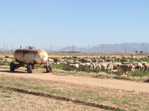 Enjoying the farmland and animals as well as the mountains